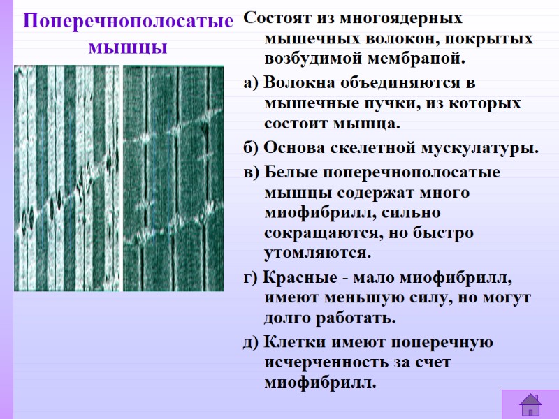 Поперечнополосатые  мышцы Состоят из многоядерных мышечных волокон, покрытых возбудимой мембраной. а) Волокна объединяются